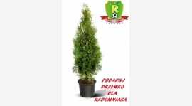 Drzewko dla radomniaka